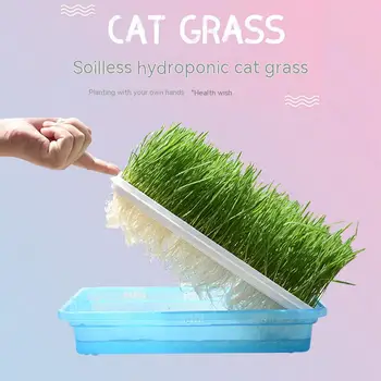 הידרופוני CatgrassBoxDigestion סיוע עשב חיטה להמיס שיער חתול חטיפים לנקות את הפה Catgrass למניעת כדורי פרווה וסיוע לעיכול